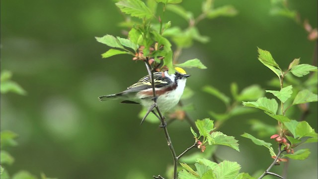 Chestnut-sided Warbler - ML469369