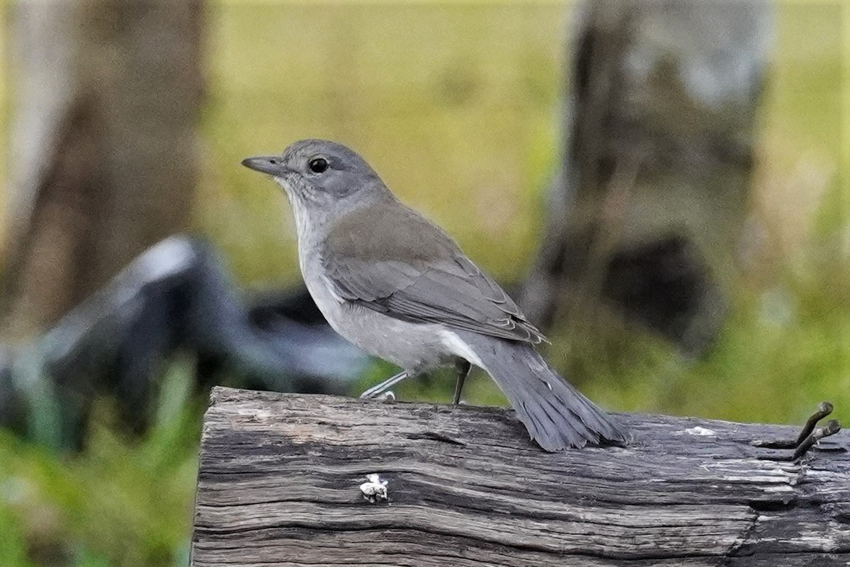 Gray Shrikethrush - ML469370551