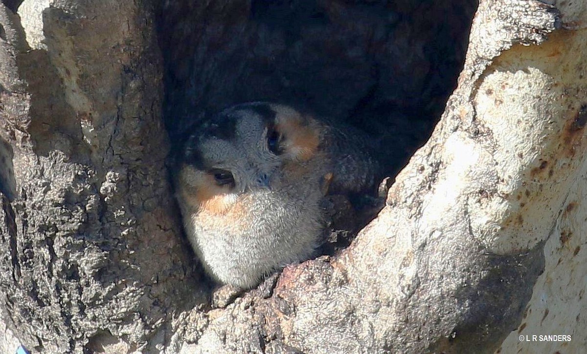 Australian Owlet-nightjar - ML469370651