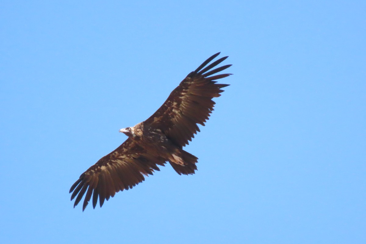 Cinereous Vulture - ML469372031