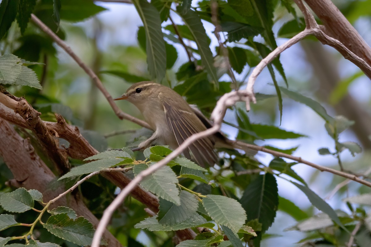 Greenish Warbler - ML469373921