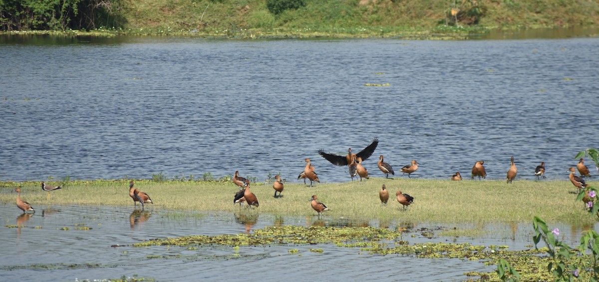 Fulvous Whistling-Duck - Ravisankar Swaminathan