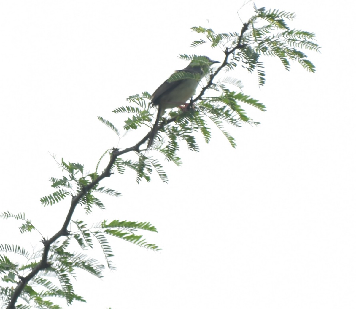 Prinia forestière - ML469374541