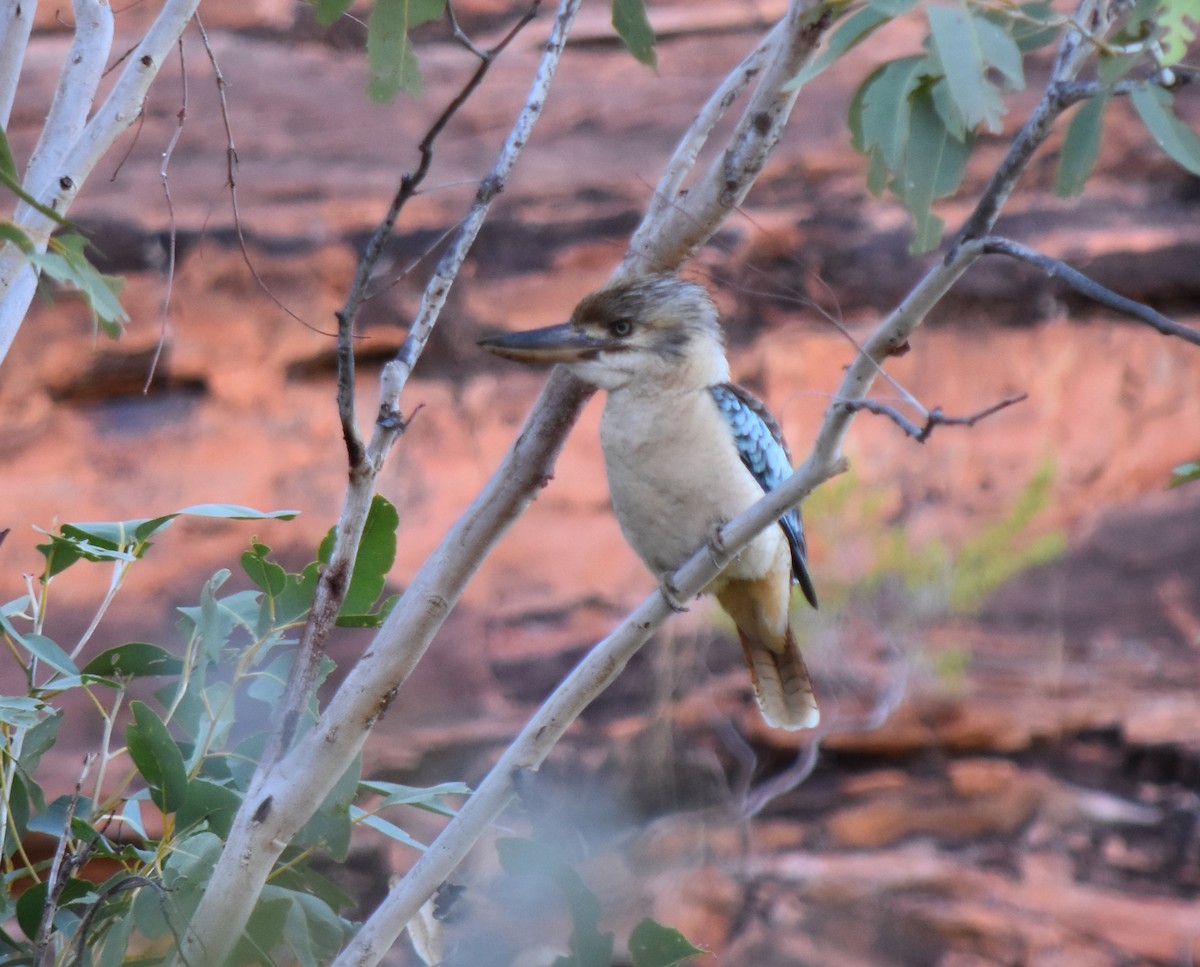 Blue-winged Kookaburra - Murray DELAHOY