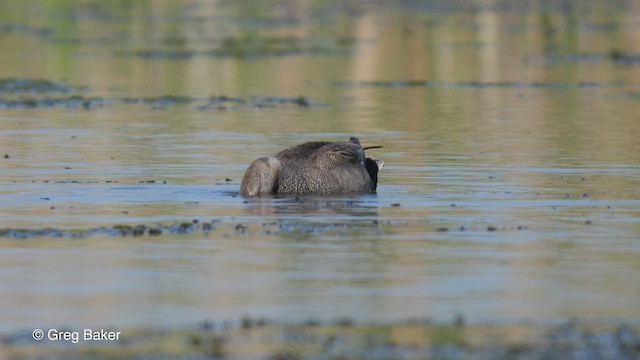 Gadwall - ML469375321