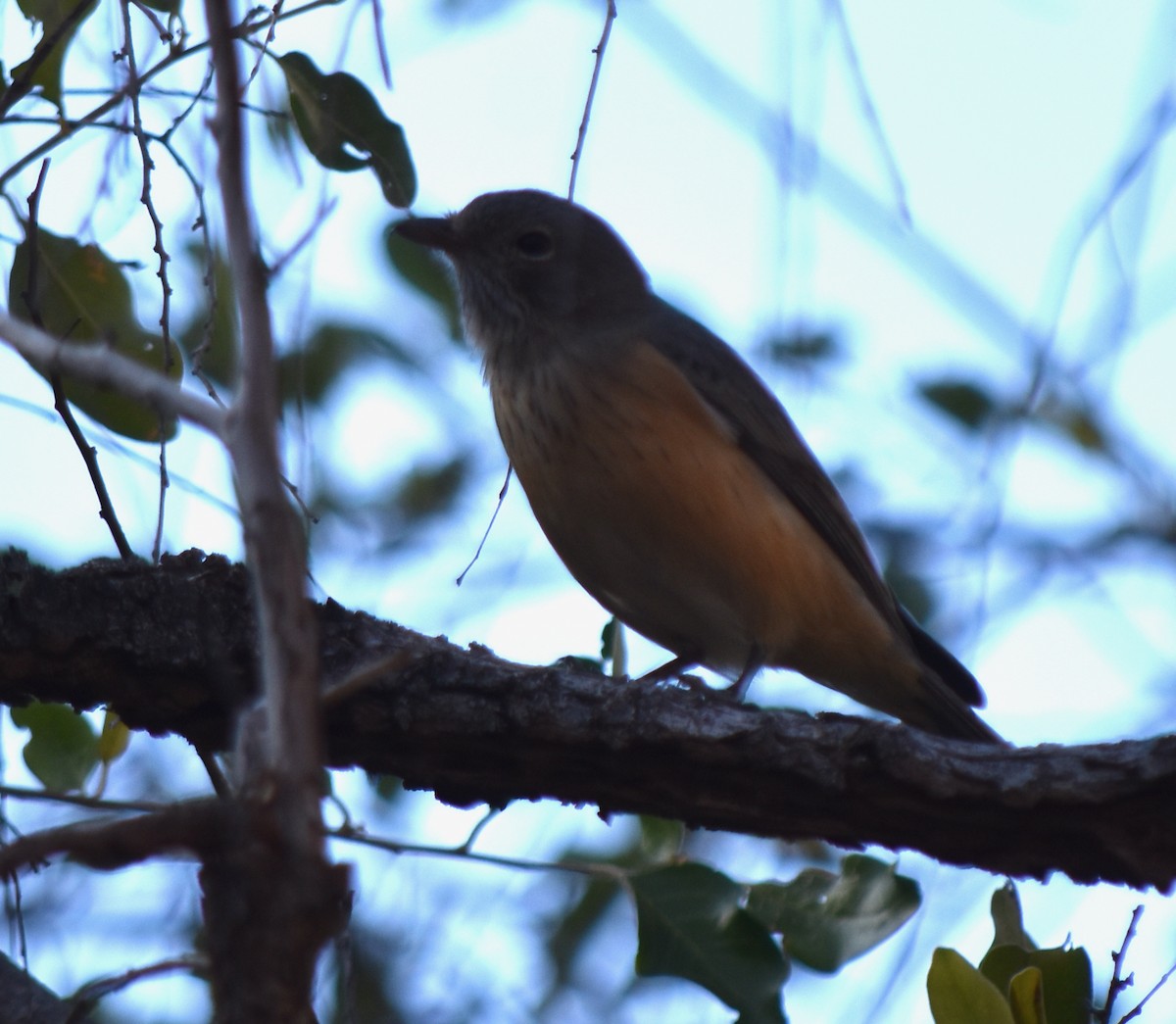 Rufous Whistler - ML469375831