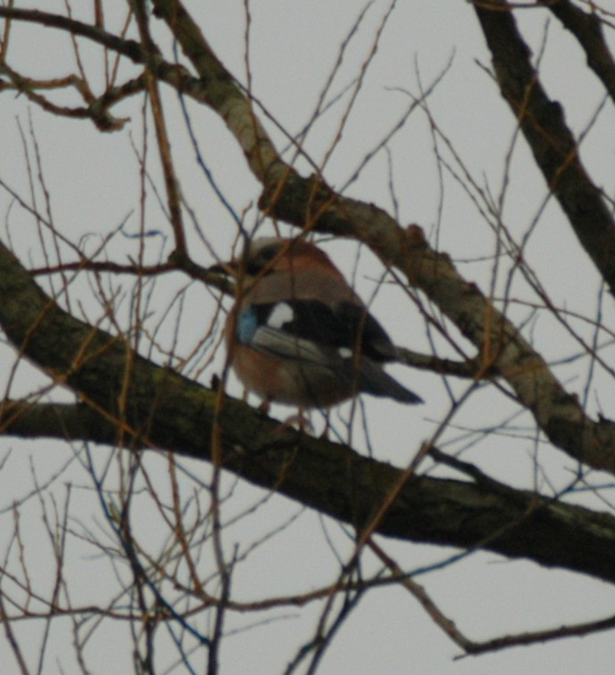 Eurasian Jay - ML469376141