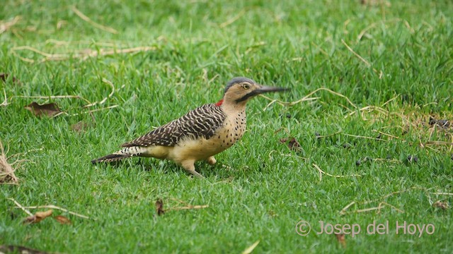 Andean Flicker (Southern) - ML469376481