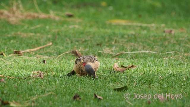 Andean Flicker (Southern) - ML469376751