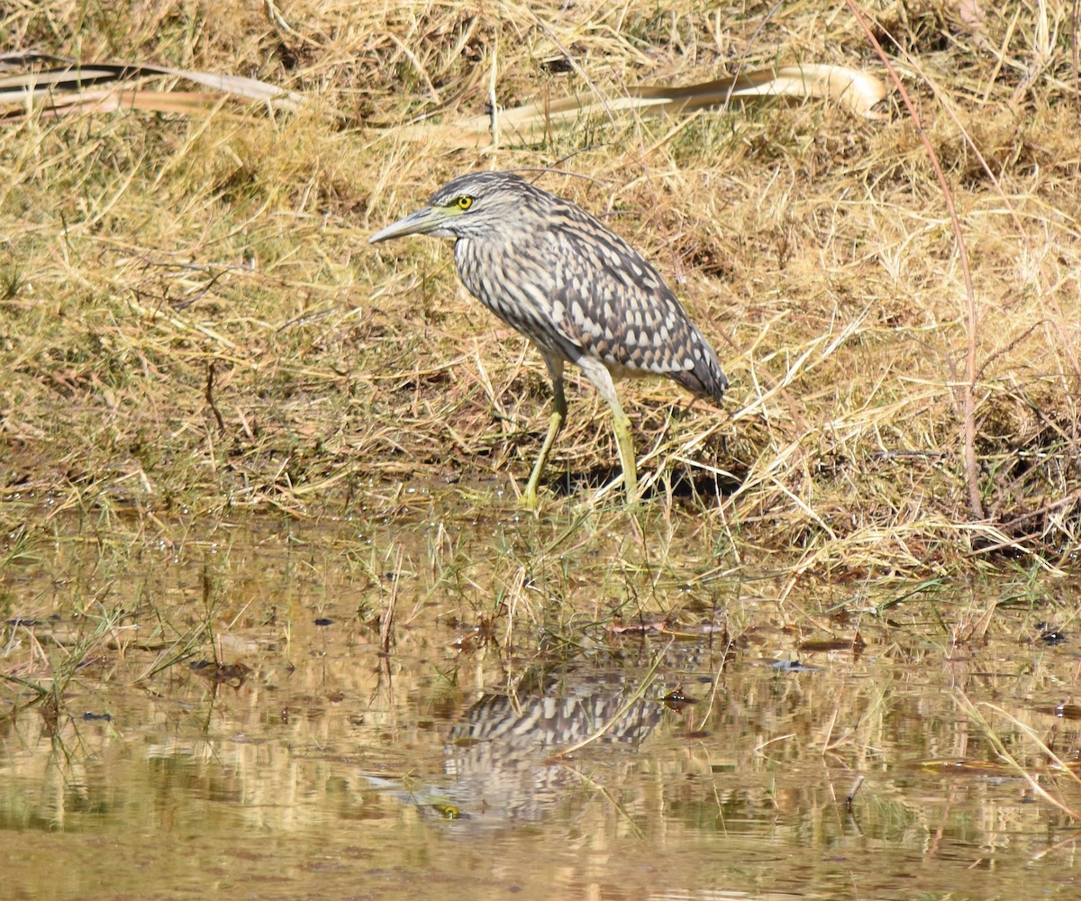 Nankeen Night Heron - Murray DELAHOY