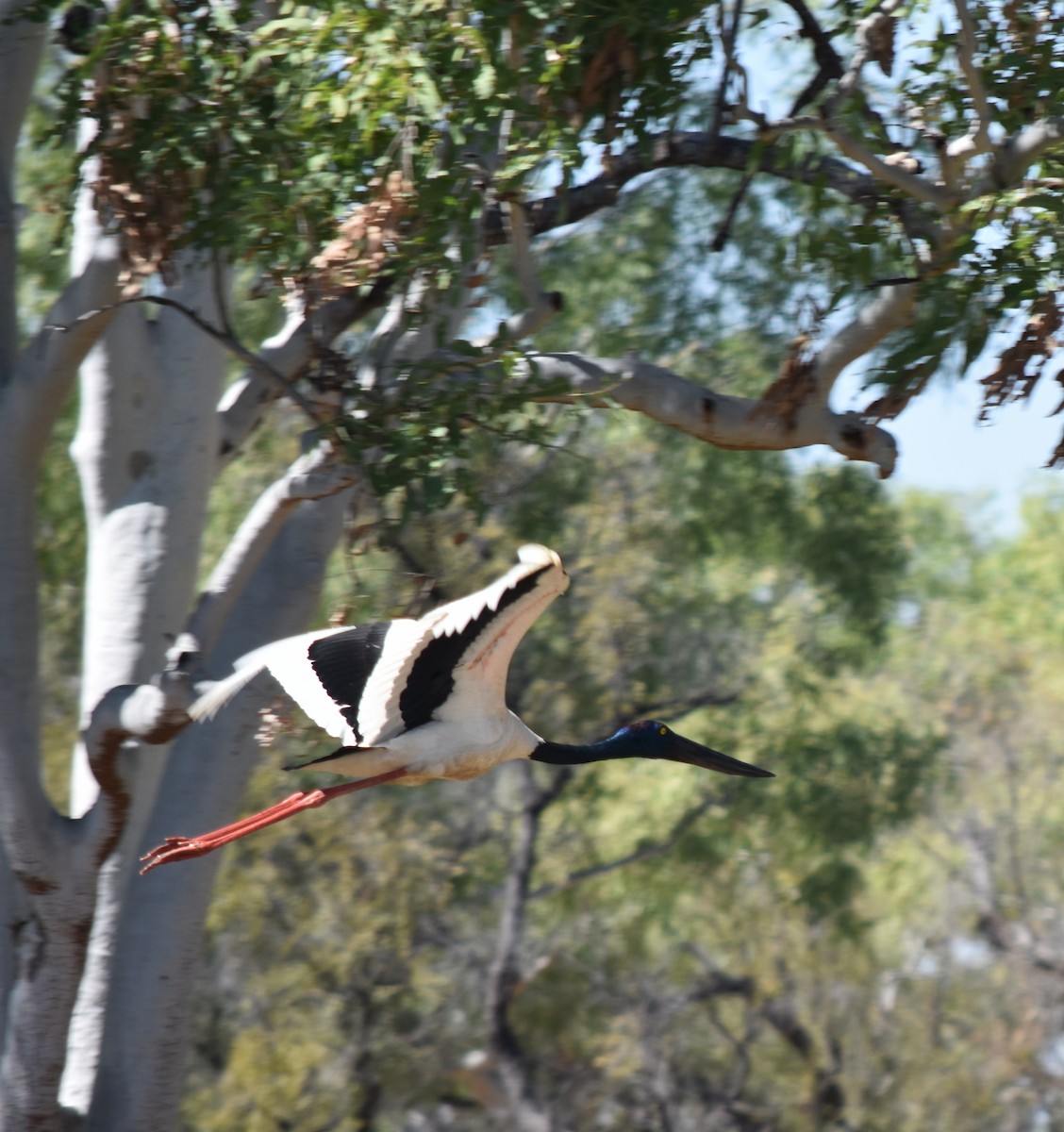 Black-necked Stork - Murray DELAHOY