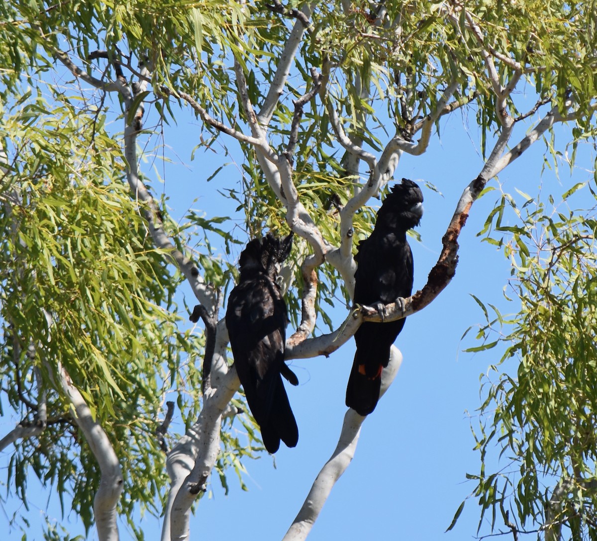 Red-tailed Black-Cockatoo - Murray DELAHOY