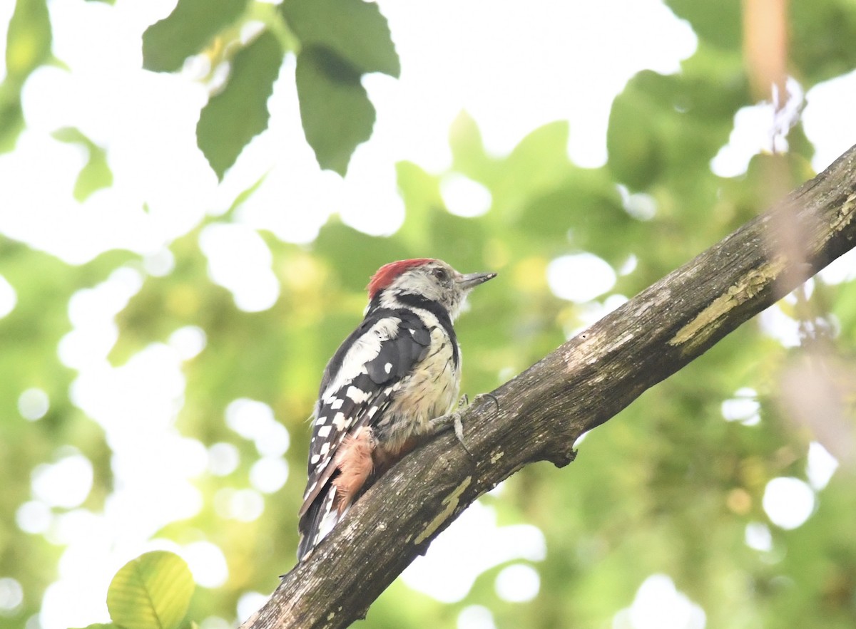 Middle Spotted Woodpecker - ML469378691