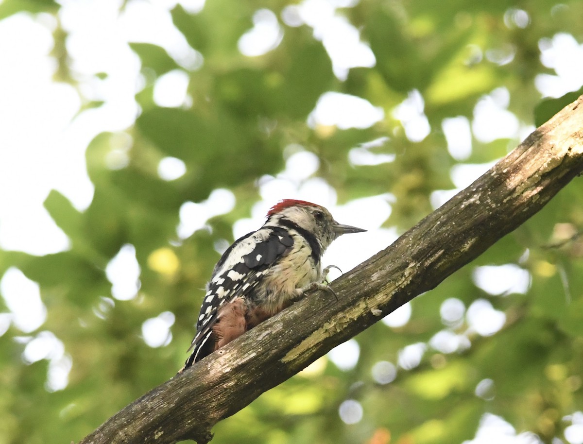 Middle Spotted Woodpecker - ML469378701