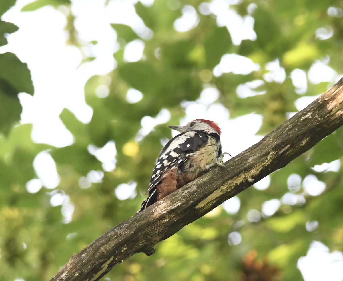 Middle Spotted Woodpecker - ML469378711