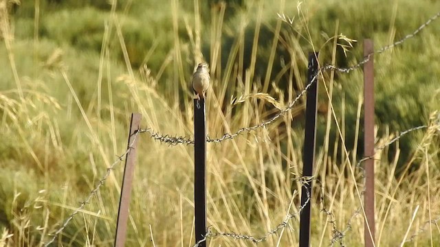 Tawny Pipit - ML469378721