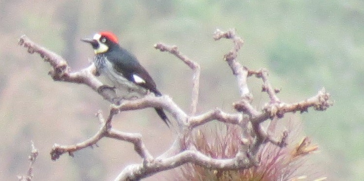 Acorn Woodpecker - ML46937881