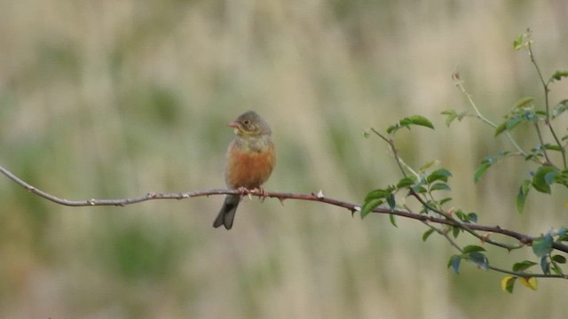 Ortolan Bunting - ML469378901