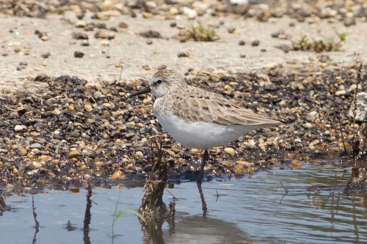 Semipalmated Sandpiper - ML46937901