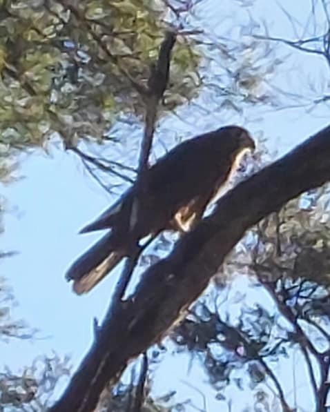 New Zealand Falcon - ML469379611