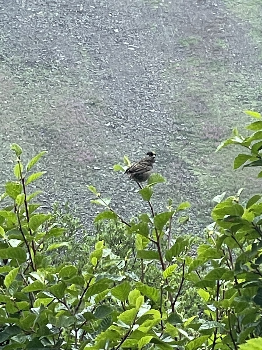 Golden-crowned Sparrow - Ryan Carney