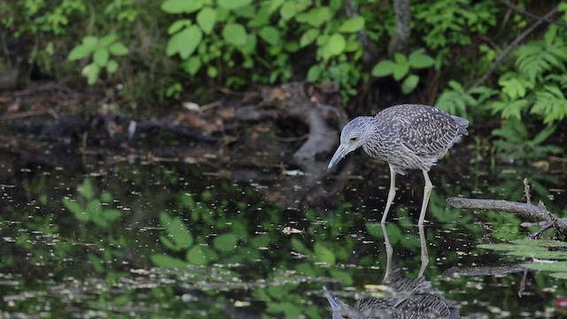 Yellow-crowned Night Heron - ML469382441