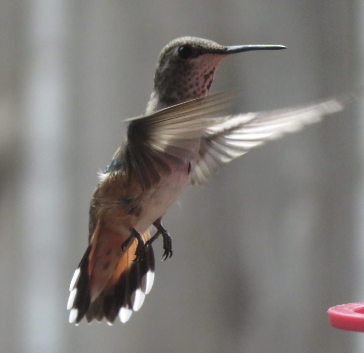 Rufous Hummingbird - ML469382791