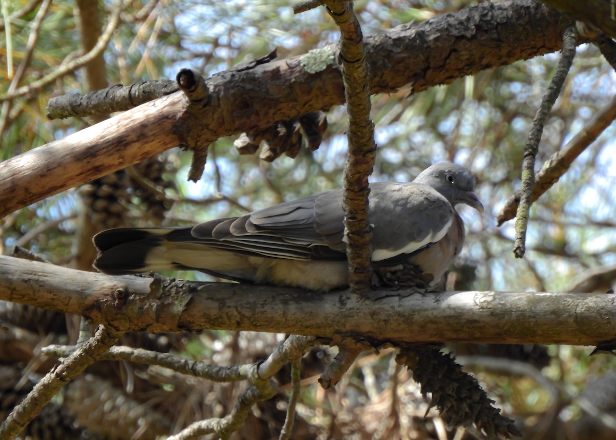 Pigeon ramier - ML469383301