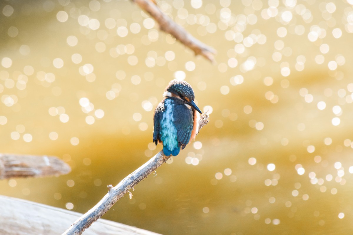 Common Kingfisher - Rubén de Prado Jimeno