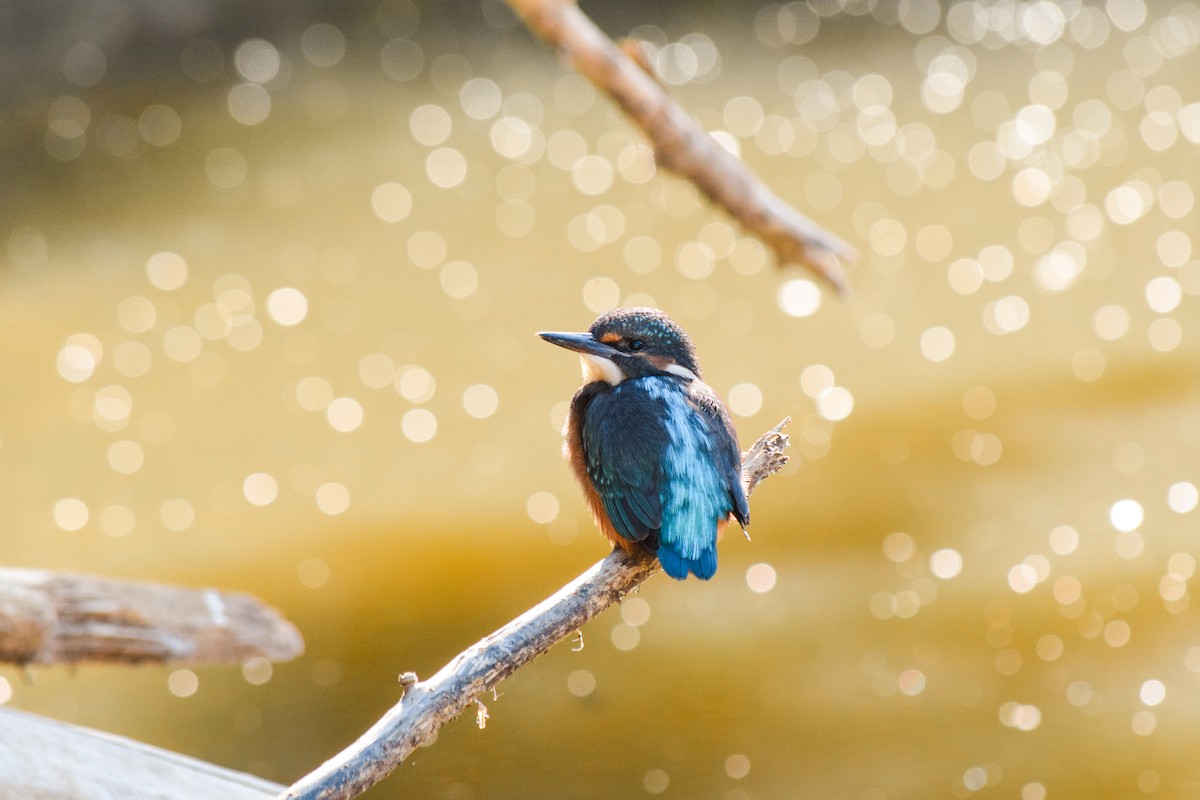 Common Kingfisher - Rubén de Prado Jimeno