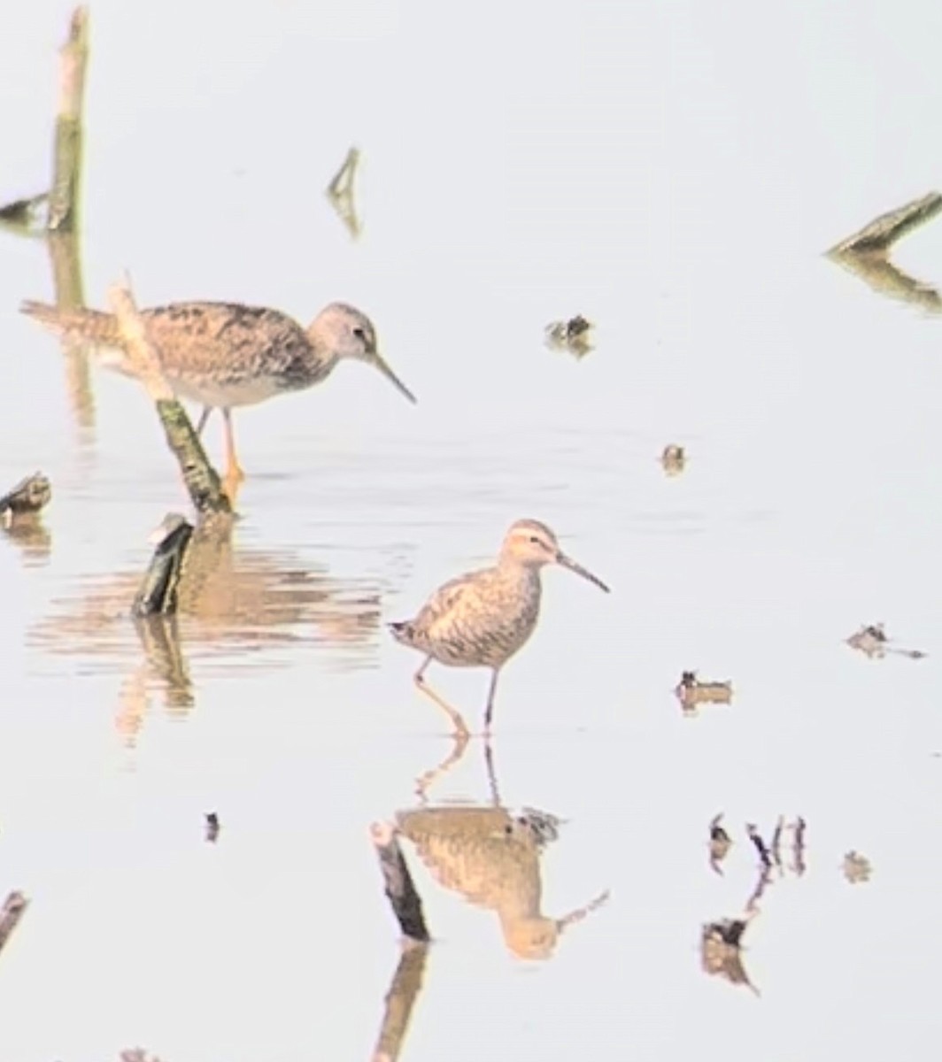 Stilt Sandpiper - Braden Meyer