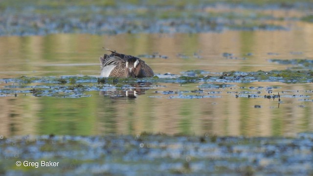 Garganey - ML469384761