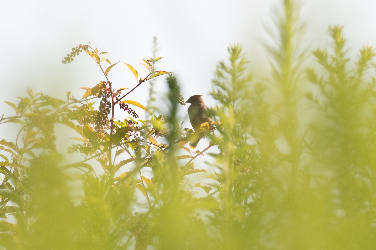 Cedar Waxwing - ML469384921