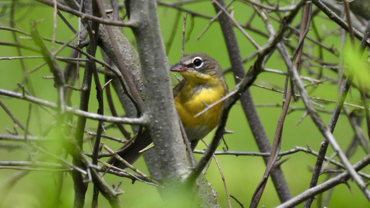 Yellow-breasted Chat - ML469386001
