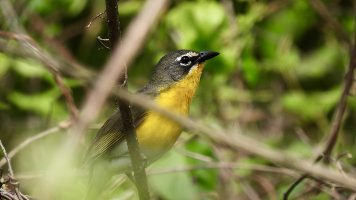 Yellow-breasted Chat - ML469386011