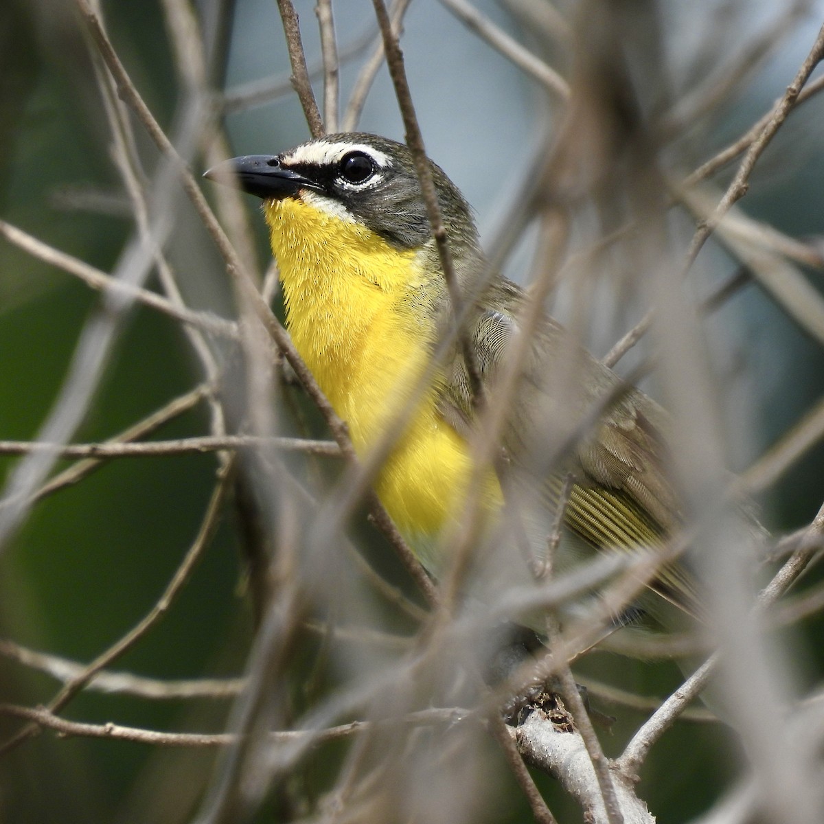 Yellow-breasted Chat - ML469386021