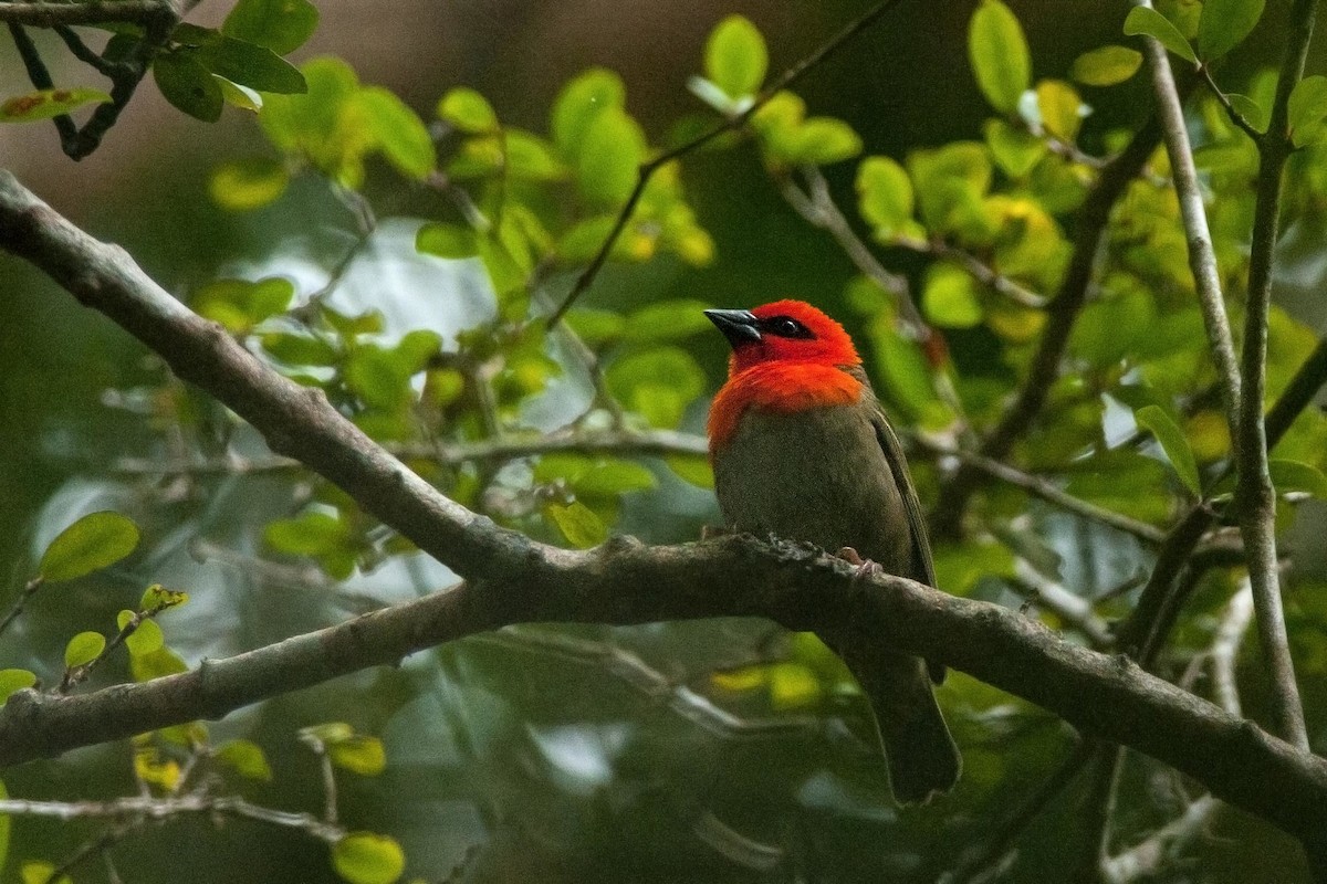 Forest Fody - Ken Behrens • Naturally Adventurous Podcast