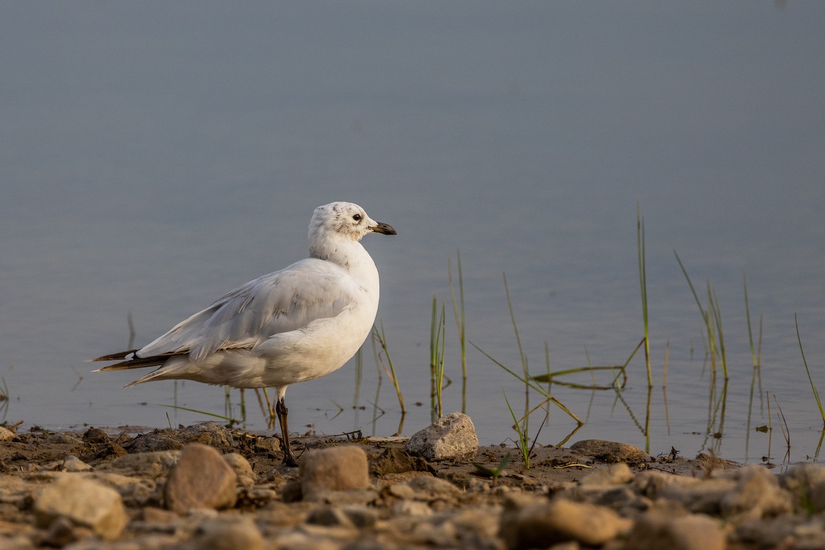 Relict Gull - ML469386811