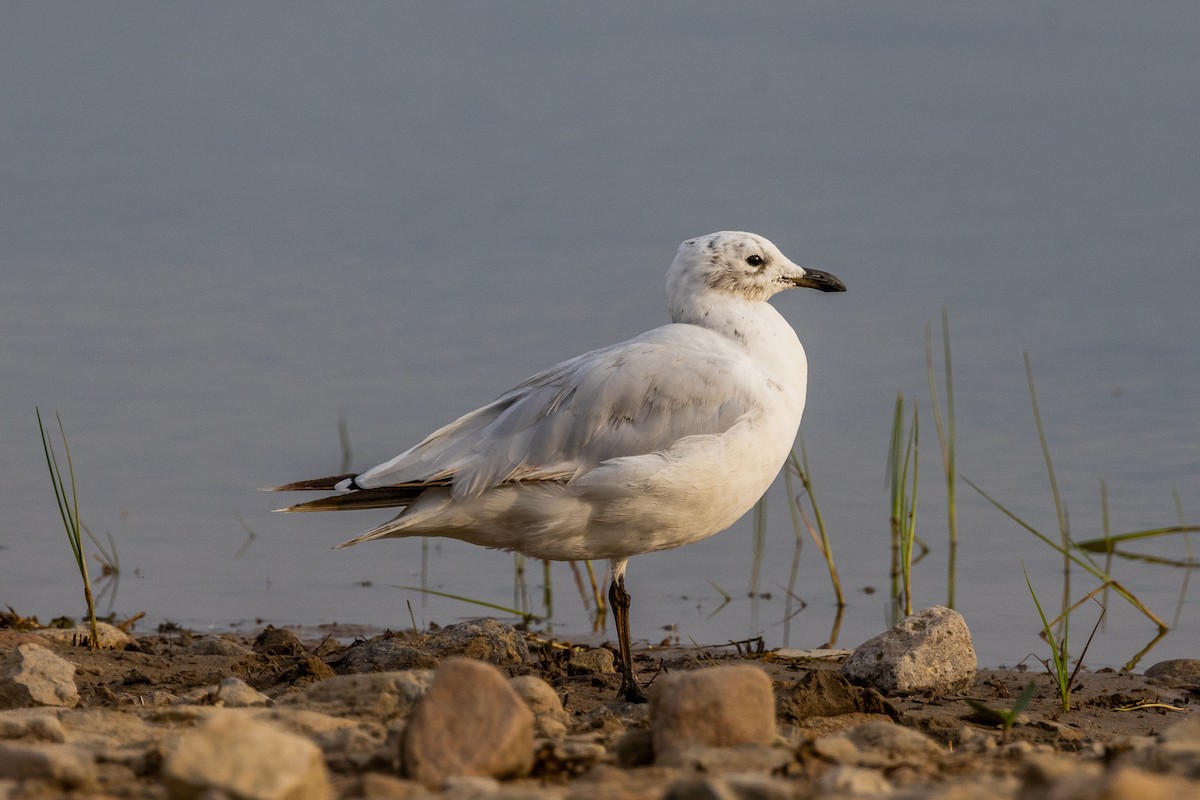 Relict Gull - ML469386841