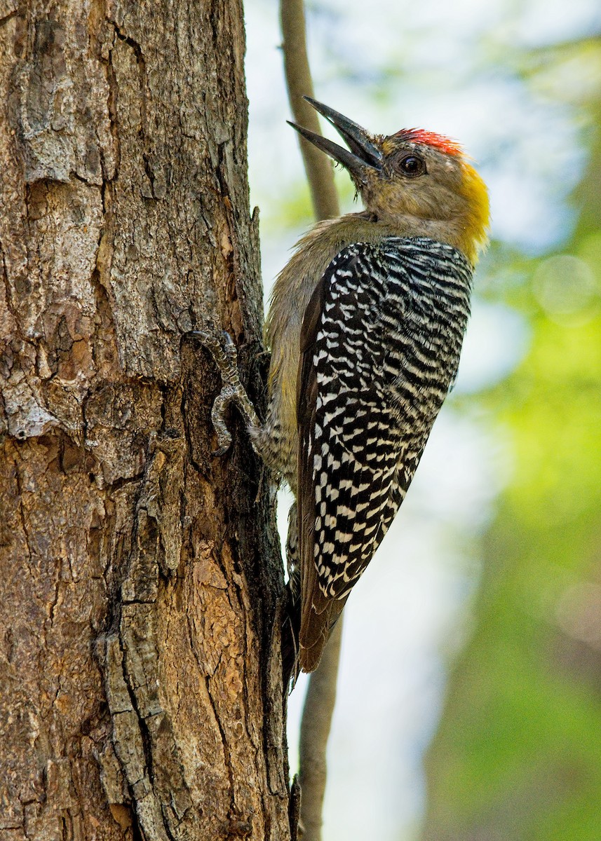 Hoffmann's Woodpecker - Tracy Patterson