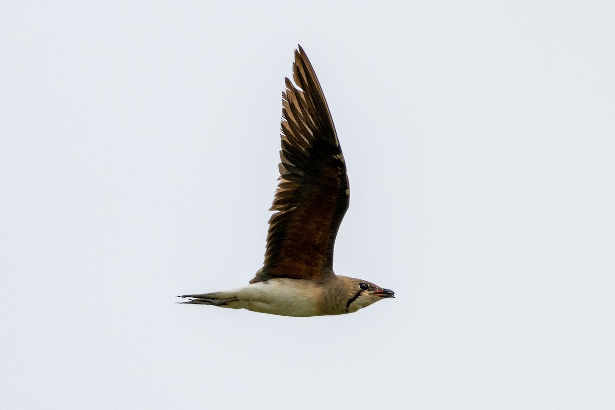 Oriental Pratincole - Zoey Squirrelmunk