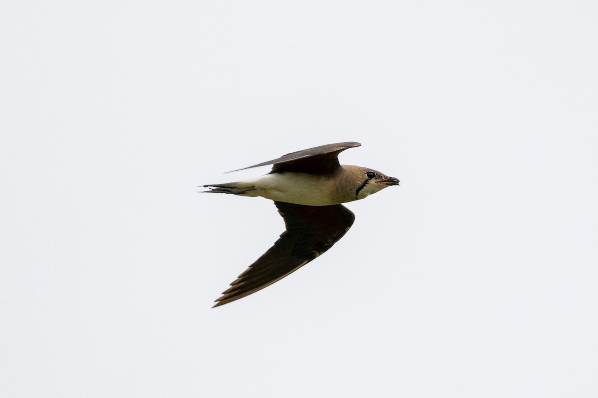 Oriental Pratincole - Zoey Squirrelmunk