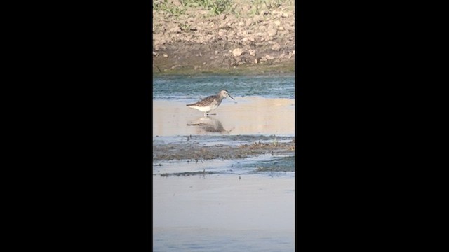 Wood Sandpiper - ML469388431