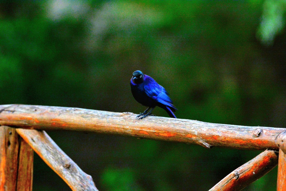 Rüppell's Starling - Haofeng Shih