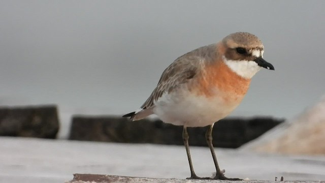 Монгол хиазат - ML469389481