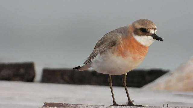 Siberian Sand-Plover - ML469389481