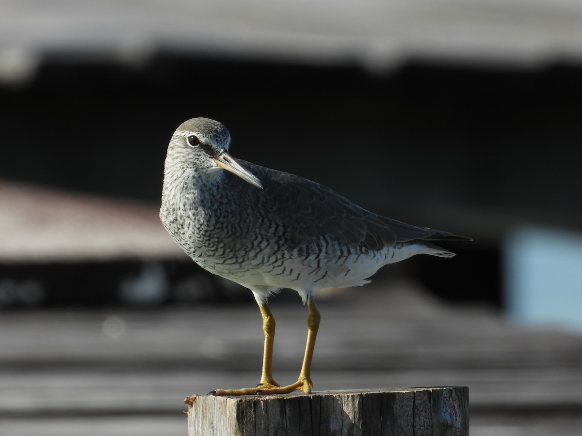 Gray-tailed Tattler - ML469389551