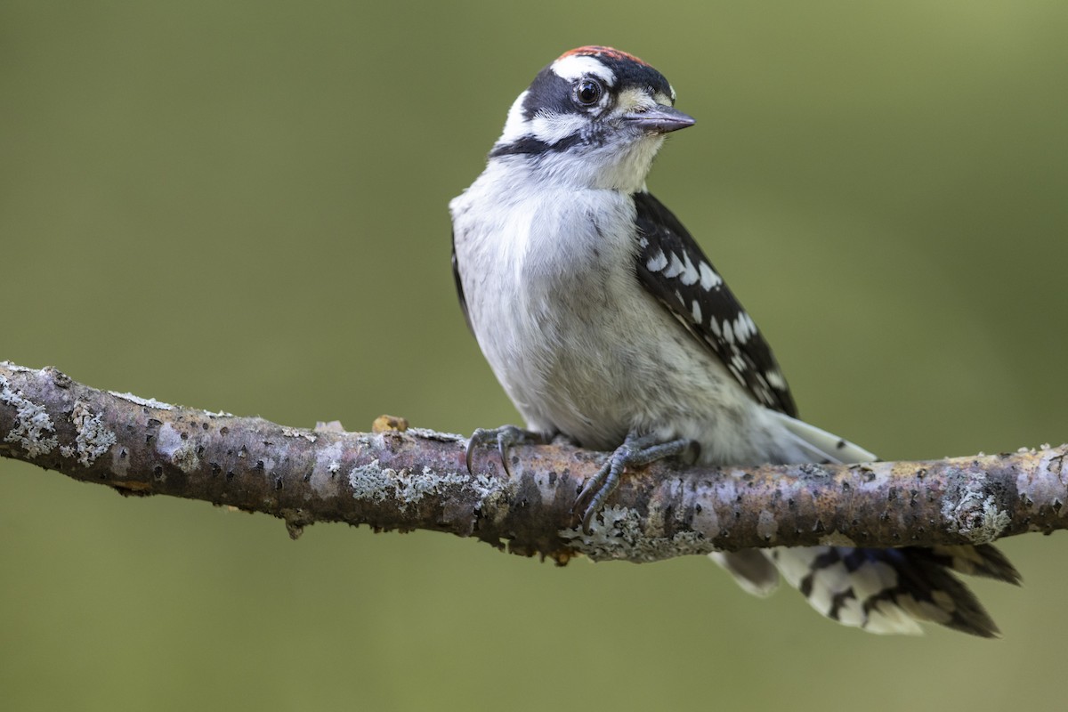 Downy Woodpecker (Eastern) - Michael Stubblefield