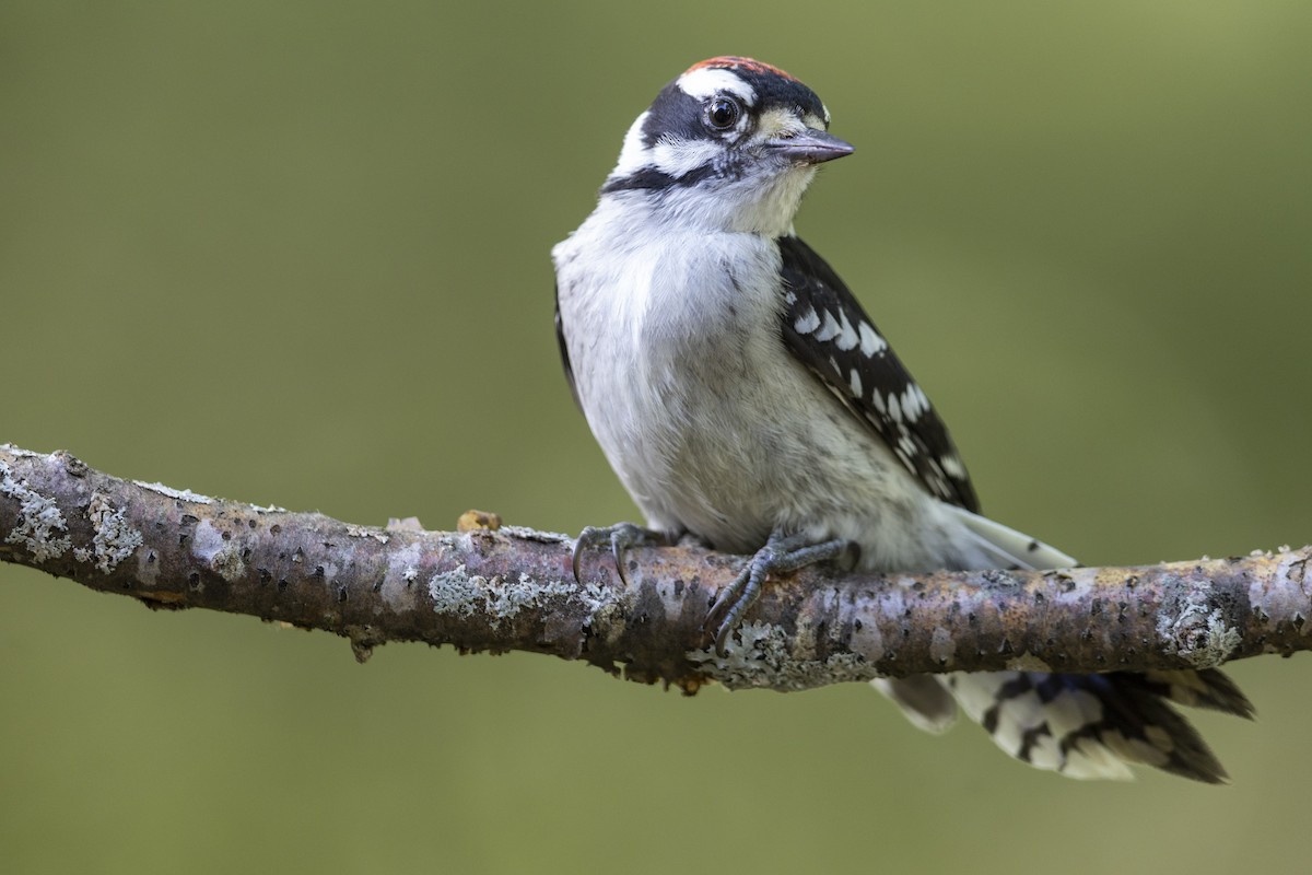 Yumuşak Tüylü Ağaçkakan (pubescens/medianus) - ML469389711