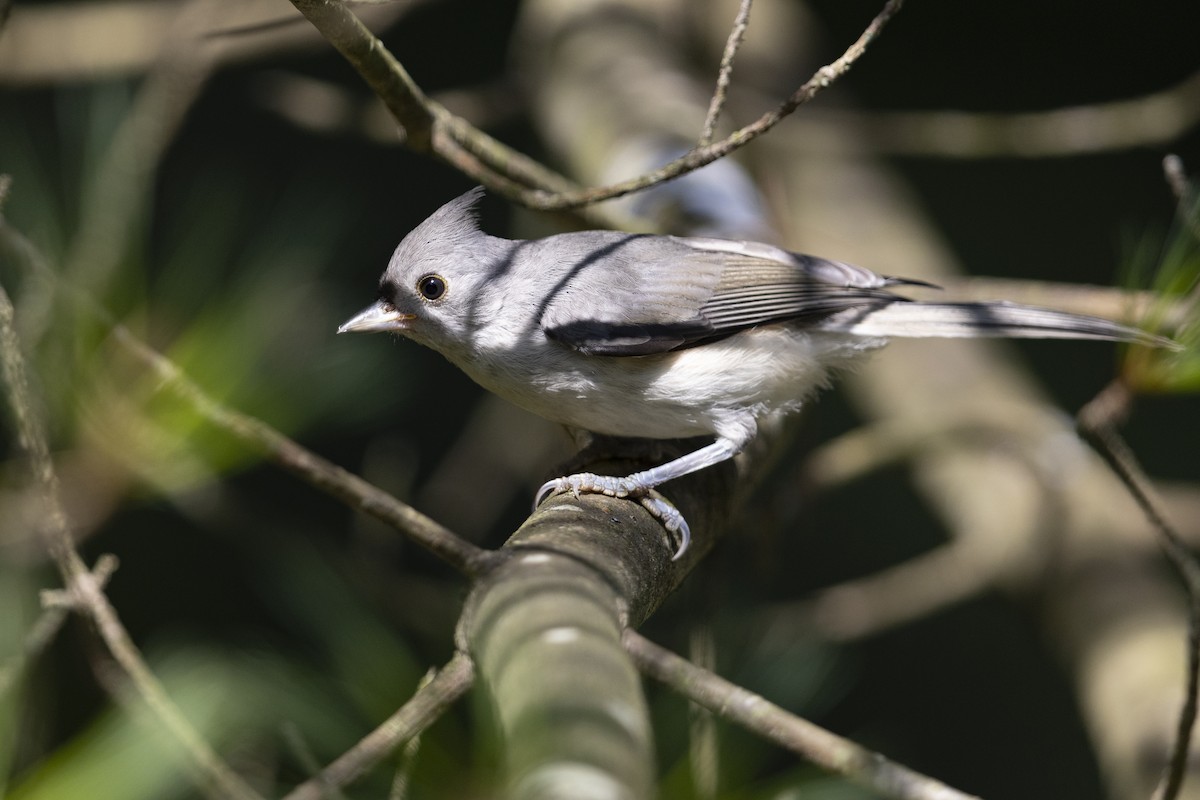 Tufted Titmouse - ML469389811